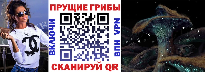 дарнет шоп  Краснодар  Галлюциногенные грибы Psilocybine cubensis 